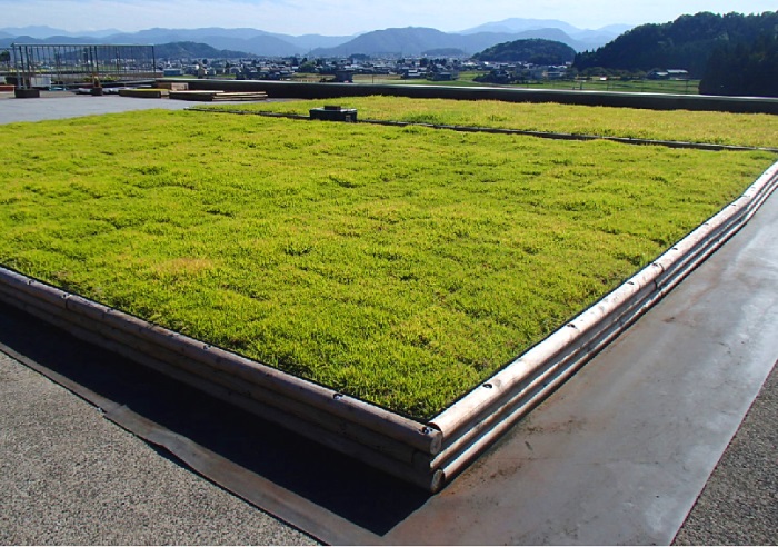 1583390042486853.jpg 1.jpg