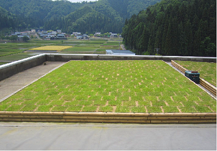 1583390053735029.png 2 后期维护管理效果实例(铺设完成2周后)_看图王.png