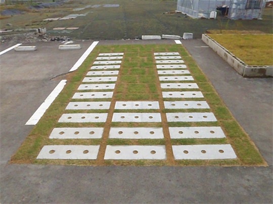 1583390963934232.jpg 011 施工后草坪生长情形实例(铺设完成3周后).jpg