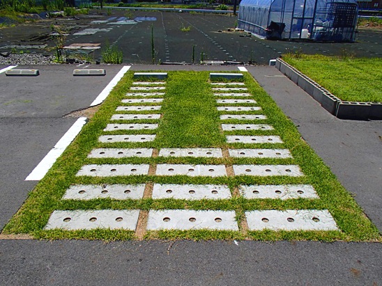 1583390988393717.jpg 02 施工后草坪生长情形实例(铺设完成10个月后).jpg