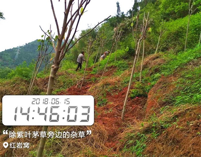 1583484172592760.jpg 9.jpg